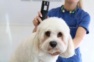 dog teeth cleaning