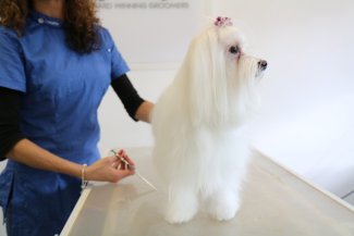 dog grooming