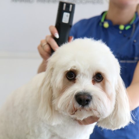 dog teeth cleaning