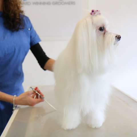 dog grooming