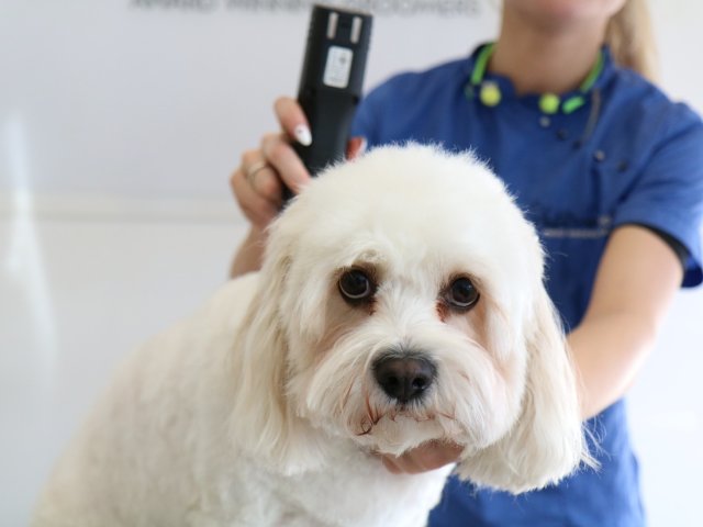 dog teeth cleaning